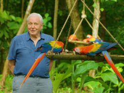 “La vida a color con David Attennborough” es el único estreno de Netflix de este jueves. CORTESÍA / Netflix