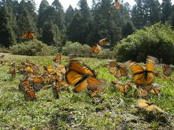 Si eres amante de la naturaleza y celebrarás el Día de la Tierra, esta lista de alojamientos te gustará. EL INFORMADOR / ARCHIVO