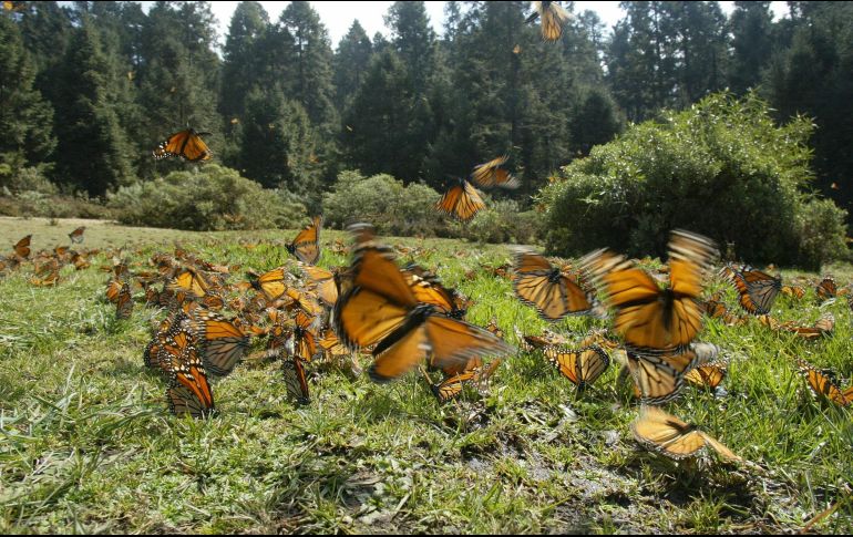 Si eres amante de la naturaleza y celebrarás el Día de la Tierra, esta lista de alojamientos te gustará. EL INFORMADOR / ARCHIVO