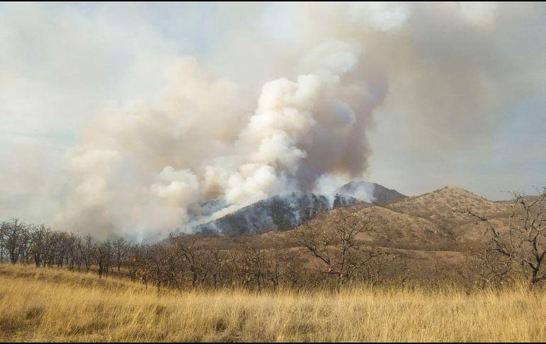 La temporada de estiaje de 2021 ya ha cobrado miles de hectáreas de vegetación en el bosque La Primavera, y faltan al menos dos meses para que inicien las lluvias. TWITTER/SemadetJal