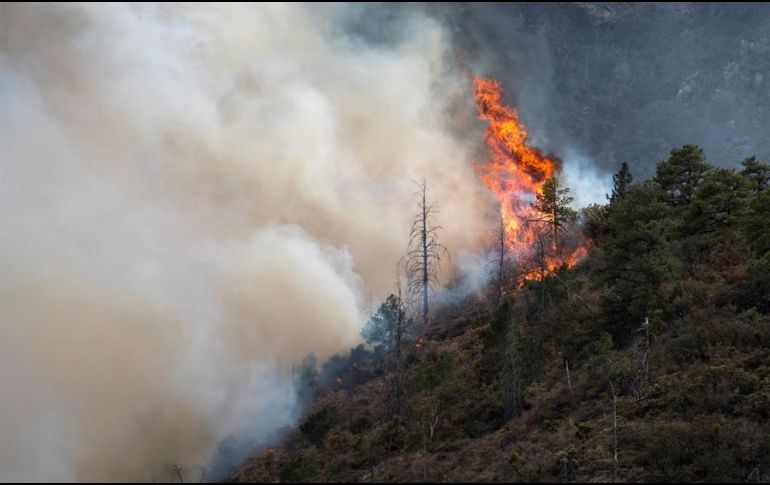 Cientos de brigadistas combaten un incendio activo en la zona serrana del municipio de Rayones. EFE / ARCHIVO