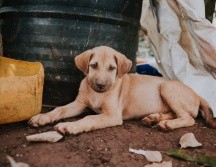 Don Juan Saavedra acudió por su vacuna contra el coronavirus muy bien acompañado. ESPECIAL / PEXELS