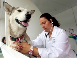 Hasta la fecha, ya se han registrado casos de COVID-19 en animales en 27 países del mundo, de acuerdo con la misma fuente. EL INFORMADOR / ARCHIVO