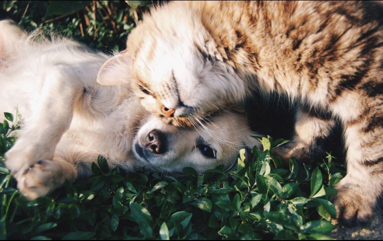 Viaja con tu mascota a Puerto Vallarta. ESPECIAL/Photo by Krista Mangulsone on Unsplash.