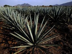 El presidente del CRT, Miguel Ángel Domínguez Morales, asumió el compromiso para limitar la producción en zonas forestales. ARCHIVO