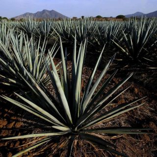 Certificarán producción de tequila para que sea libre de deforestación