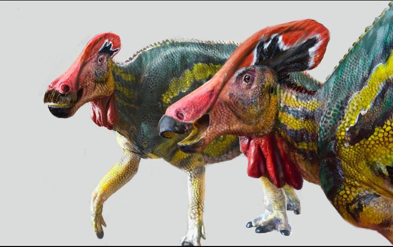 ''Tlatolophus'' es un derivado de las palabras nahua ''tlahtolli'' y la griega ''lophus'' que significan palabra y cresta. ESPECIAL / inah.gob.mx