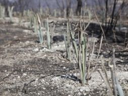 Se levantará un reporte ante el Consejo Regulador del Tequila, con el fin de este tipo de sembradíos no sean considerados dentro de la industria tequilera. ESPECIAL / Gobierno de Jalisco