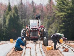 México se quejó de EU de violar las reglas del T-MEC por no aplicar protecciones laborales a los campesinos migrantes. AP/G. Hughes