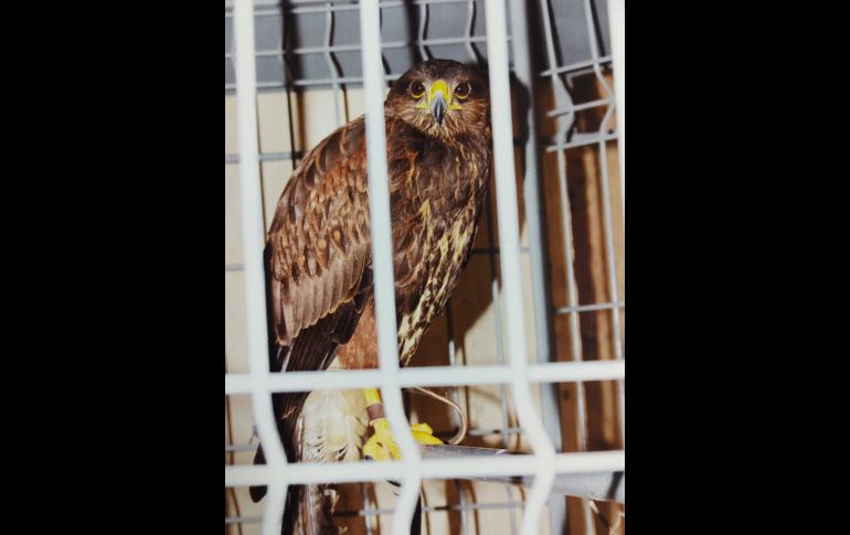 ESPECIAL / FGR México