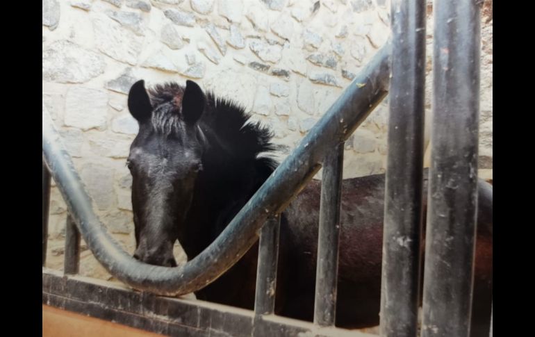 ESPECIAL / FGR México