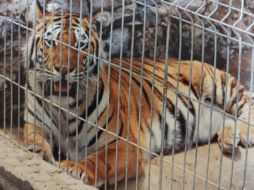 ESPECIAL / FGR México