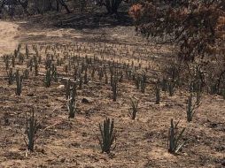 ESPECIAL / Fiscalía de Jalisco