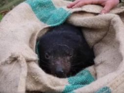 FACEBOOK / Aussie Ark