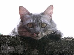 Las autoridades informan que aunque se cree que la mujer falleció por causas naturales se hará una autopsia, además de que buscarán confirmar que el cuerpo haya sido mordisqueado por los gatos. NTX / ARCHIVO