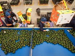 Mujeres empacan aguacates en una empresa de la Ciudad de México. EFE/Sader