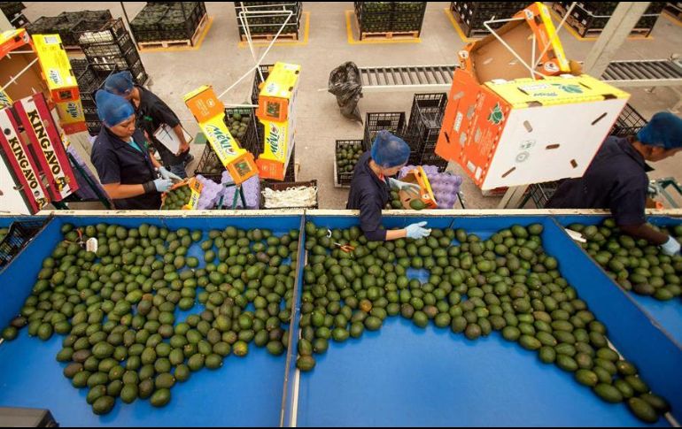Mujeres empacan aguacates en una empresa de la Ciudad de México. EFE/Sader
