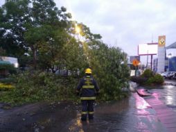 Esta mañana sobre la avenida Américas y la calle Herrera I. Cairo cayó un ejemplar de 10 metros de altura aproximadamente. ESPECIAL/ Protección Civil y Bomberos Guadalajara