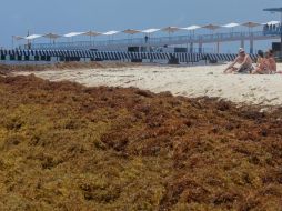 En el año 2020 se recolectaron en Yucatán 85 mil metros cúbicos de sargazo. EFE/ARCHIVO