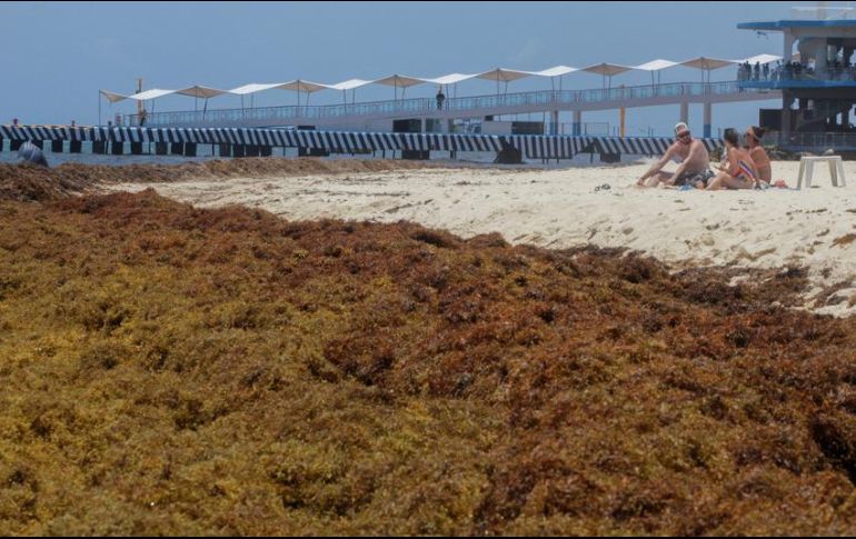 En el año 2020 se recolectaron en Yucatán 85 mil metros cúbicos de sargazo. EFE/ARCHIVO