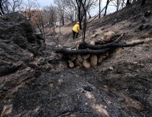 Se iniciaron labores de restauración ecológica en aproximadamente 400 hectáreas. ESPECIAL