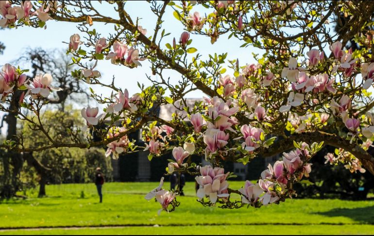 Floreciente será este verano cuando el bosque muestre sus colores más vibrantes. PIXABAY