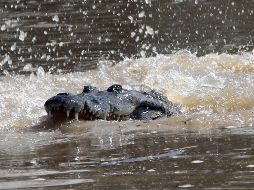 En el año se reportan varios incidentes de cocodrilos que ingresan a zonas ocupadas por humanos en los alrededores de la laguna en Oaxaca. SUN/ARCHIVO