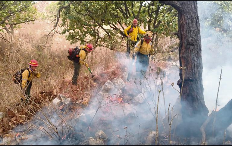 ACCIÓN. Luego de que el responsable de prenderle fuego al bosque fue trasladado al Ministerio Público, las brigadas forestales se enfocaron en controlar el incendio, lo cual se logró en poco tiempo debido a que lo detectaron con anticipación. ESPECIAL