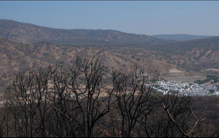 El terreno, compuesto por seis predios, tenía un precio base de venta de 29 millones 472 mil pesos. ESPECIAL / Gobierno de Tlajomulco