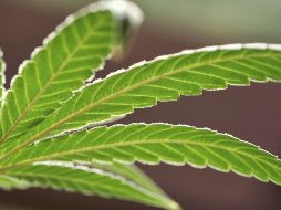 Uno de los principales objetivos de la empresa es informar sobre los beneficios del cannabis en rubros tan disímbolos como la medicina y la industria textil. AP / ARCHIVO