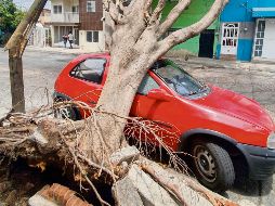 DENUNCIA CIUDADANA. Gracias a los reportes, el Ayuntamiento de Guadalajara ha podido detectar árboles que han caído y luego se les retira. El de la imagen, por ejemplo, se encontraba en la colonia Belisario Domínguez. JPEREZ