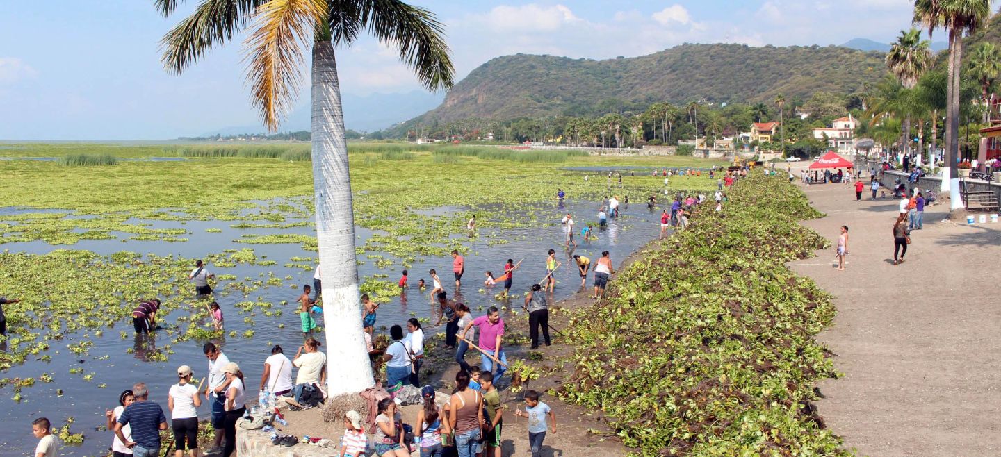 Limpieza en el Lago de Chapala. ESPECIAL / Universidad de Guadalajara