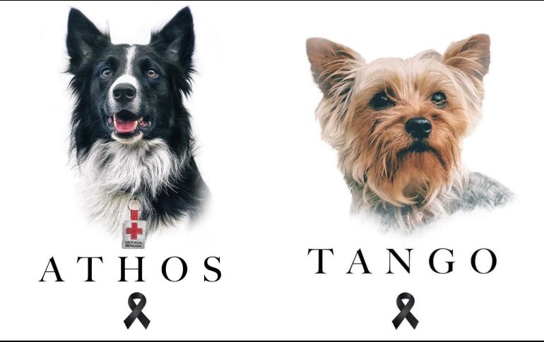 Hasta cinco años de prisión podría recibir el responsable o los responsables de envenenar a los perritos Athos y Tango. TWITTER / @CruzRoja_CDMX