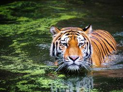 NO SERÁ SACRIFICADO. A pesar de tener varios incidentes con ese Tigre, el Zoológico anunció que no sacrificarán. PIXABAY