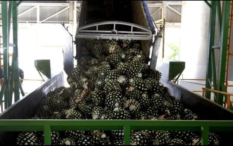 Como parte de la iniciativa “Tequila Libre de Deforestación”, la Proepa ha inspeccionado 136 inspecciones a instalaciones tequileras. AFP/Archivo