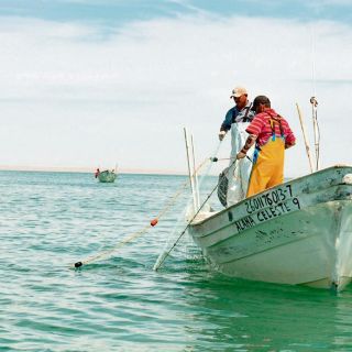 Inicia pesca y prevén alza de 5.3% en la producción