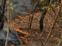 El incendio se registró el pasado 30 de marzo en el paraje Villa Felicidad del Bosque La Primavera, ubicado en el municipio de Tala. EL INFORMADOR / ARCHIVO