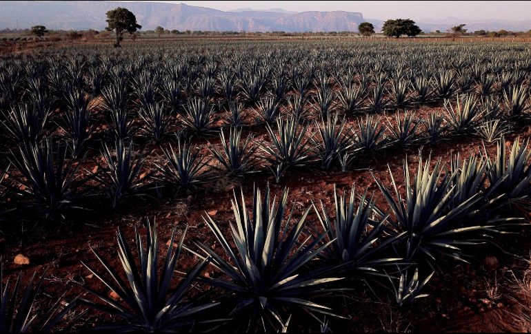 MATERIA PRIMA. El agave es el elemento principal y sólo se siembra en una parte del país. AFP