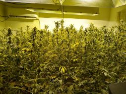 En el lugar encontraron 60 plantas de marihuana, una caja con dos kilogramos y un costal que también tenía de esta hierba. ESPECIAL /