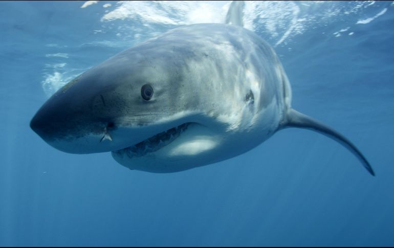 El cuerpo contaba con numerosas heridas. AP/ ARCHIVO