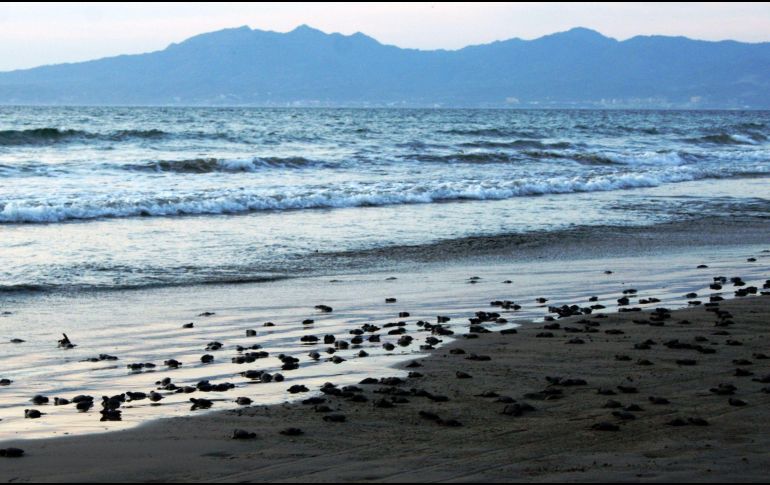 ESPECIAL/CAMPAMENTO DE PROTECCIÓN A LA TORTUGA MARINA.