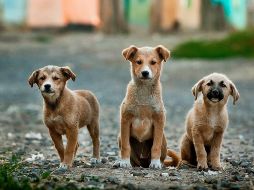 ABANDONO. Pobladores se han reunido para solicitar ayuda a asociaciones de protección animal. PIXABAY
