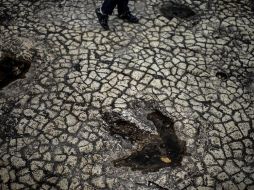 Se confirmó la teoría de que los dinosaurios eran de sangre caliente. AFP/ ARCHIVO