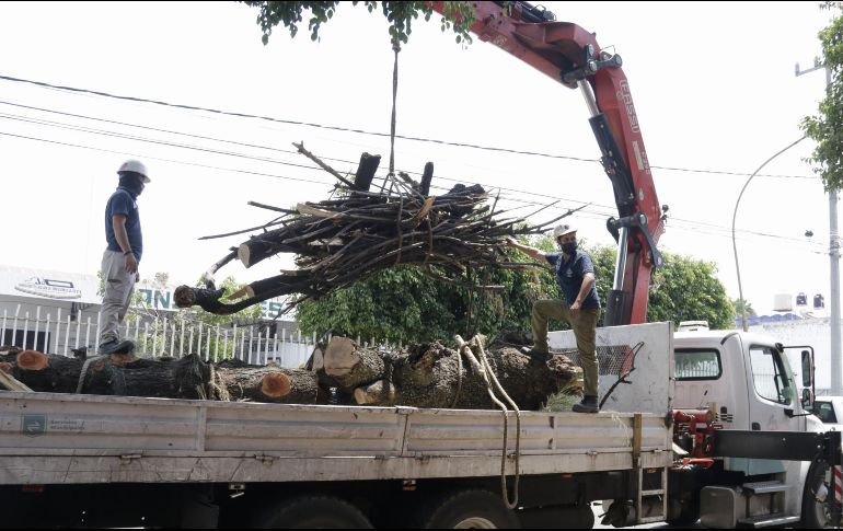 Árboles. Estar al tanto de ejemplares riesgosos es responsabilidad de los ayuntamientos y los vecinos. ESPECIAL