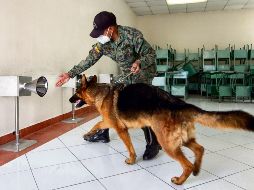 CON VACUNAS Y CANINOS. Militares adiestran a un perro para que reconozca a personas contagiadas con el coronavirus. AFP