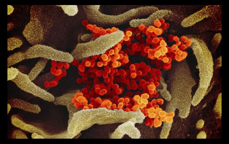 Las vacunas actuales se creen menos eficaces contra la variante Beta del virus, aunque todas ellas parecen ser muy efectivas para prevenir sus consecuencias más graves. AP / ARCHIVO