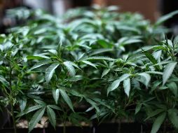 Los mexicanos que pidan un permiso podrán consumir marihuana de forma legal, bajo ciertas restricciones. AP/ARCHIVO