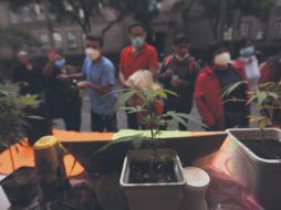 CORTE. Declara inconstitucionales artículos de la ley de Salud que prohibían el uso lúdico. EFE