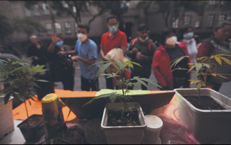 CORTE. Declara inconstitucionales artículos de la ley de Salud que prohibían el uso lúdico. EFE