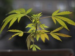Ayer lunes, la SCJN aprobó un fallo histórico que levanta la prohibición del autoconsumo lúdico de marihuana en México aunque no avala su comercialización. EFE / ARCHIVO